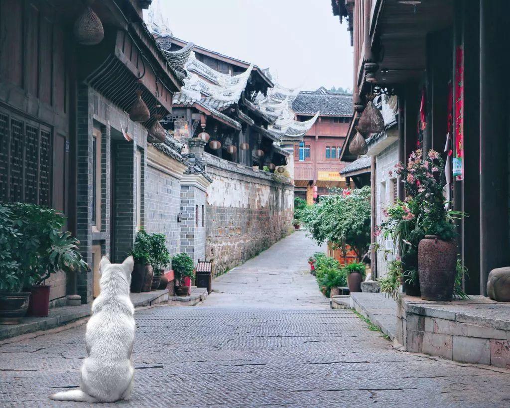 动物帮帮忙保卫家园